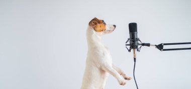 Jack Russell Terrier mikrofonda ve beyaz bir arka planda yayın yapıyor.