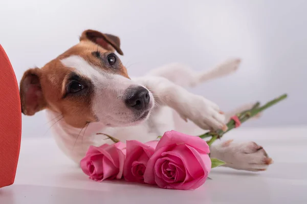 Seekor anjing yang lucu terletak di samping kotak berbentuk hati dan memegang karangan bunga mawar merah muda di latar belakang putih. Valentines hadiah hari — Stok Foto