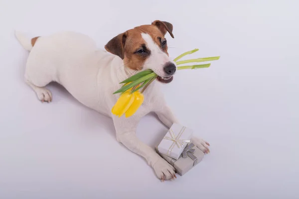 Милий пес лежить поруч з подарунковими коробками і тримає в роті букет жовтих тюльпанів на білому тлі. Вітальна листівка на Міжнародний день жінок 8 березня — стокове фото