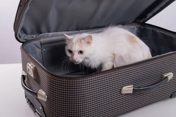 Белая кошка смотрит из клетчатого чемодана — стоковое фото
