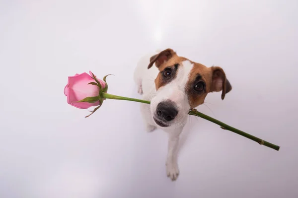 Vista superior de um cão engraçado com uma rosa na boca sobre um fundo branco. Ângulo largo. — Fotografia de Stock