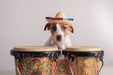 Şapkalı komik bir köpek mini bongo davulları çalıyor. Jack Russell Terrier hasır şapkalı geleneksel bir etnik perküsyon enstrümanının yanında