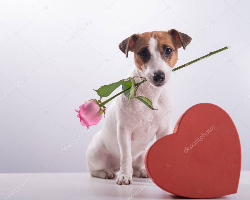 A cute little dog sits next to a heart-shaped box and holds a pink rose in his mouth on a white background. Valentines day gift