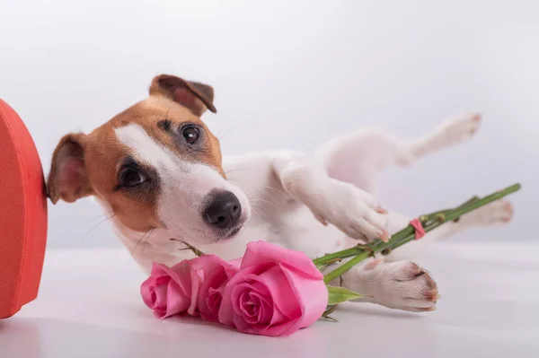 Seekor anjing yang lucu terletak di samping kotak berbentuk hati dan memegang karangan bunga mawar merah muda di latar belakang putih. Valentines hadiah hari — Stok Foto