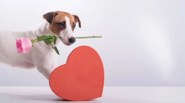 Sevimli küçük bir köpek kalp şeklinde bir kutunun yanında oturur ve beyaz arka planda ağzında pembe bir gül tutar. Sevgililer Günü hediyesi. — Stok fotoğraf