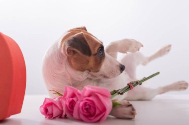 Sevimli bir köpek kalp şeklinde bir kutunun yanında yatıyor ve beyaz arka planda bir buket pembe gül tutuyor. Sevgililer Günü hediyesi.