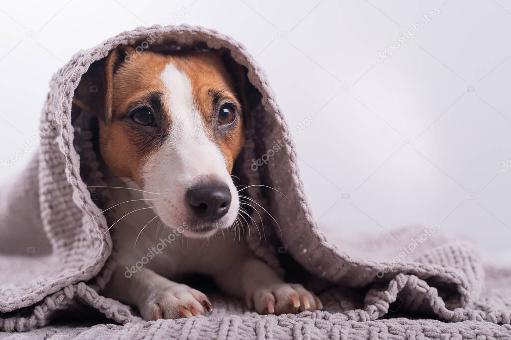 A cute little dog lies covered with a gray plaid. The muzzle of a Jack Russell Terrier sticks out from under the blanket