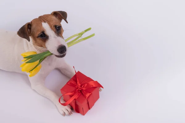 Seekor anjing lucu terletak di samping kotak hadiah merah dan memegang buket tulip kuning di mulutnya dengan latar belakang putih. Kartu ucapan untuk Hari Wanita Internasional pada 8 Maret — Stok Foto