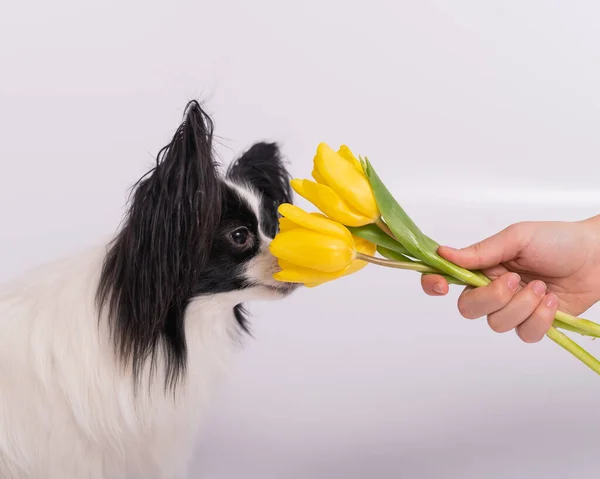 Cão engraçado com grandes orelhas pretas desgrenhadas cheira um buquê de tulipas amarelas em um fundo branco — Fotografia de Stock