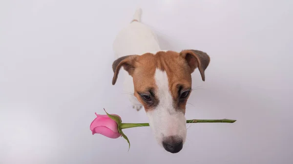 Bovenaanzicht van een grappige hond met een roze roos in zijn mond op een witte achtergrond. Brede hoek. — Stockfoto