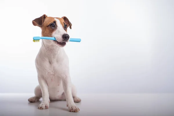 Okos kutya Jack Russell terrier tartja a kék fogkefét a szájában, fehér alapon. Háziállatok szájhigiéniája — Stock Fotó