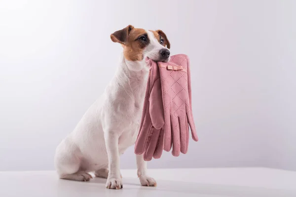 Послушная умная собака держит розовые женские перчатки на белом фоне. Копирование пространства — стоковое фото