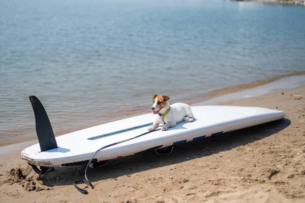 Jack Russell Terrier posando em uma prancha de remo na praia. Cão em uma prancha de surf — Fotografia de Stock