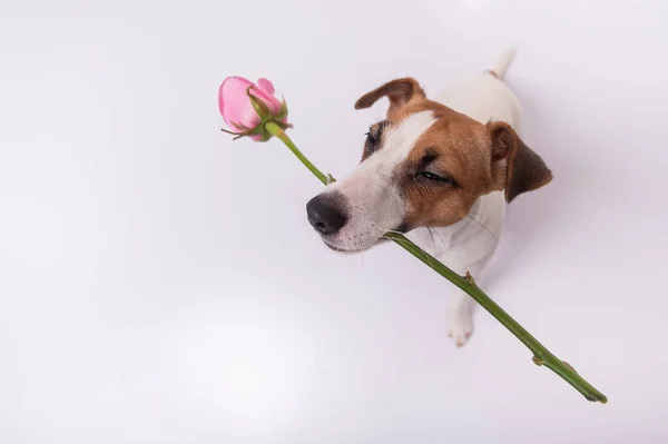 Вид зверху смішний собака з рожевою трояндою в роті на білому тлі. Широкий кут . — стокове фото