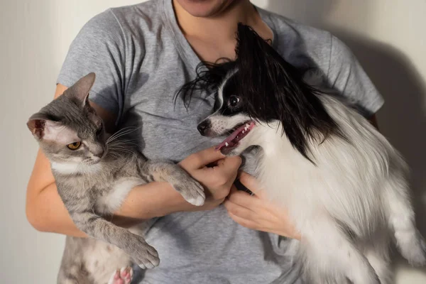 Een hond en een kat vechten in de handen van een jonge vrouwelijke eigenaar. Papillon en Brush Sphinx spelen — Stockfoto