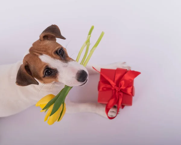 Słodki pies leży obok czerwonego pudełka i trzyma bukiet żółtych tulipanów w ustach na białym tle. Jack Russell Terrier gratuluje międzynarodowego Dnia Kobiet 8 marca — Zdjęcie stockowe
