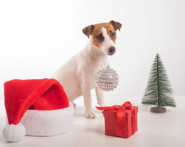 Dog jack russell terrier getting ready for christmas. — Stock Photo, Image