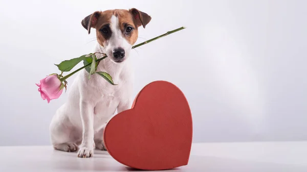Ένα χαριτωμένο σκυλάκι κάθεται δίπλα σε ένα κουτί σε σχήμα καρδιάς και κρατά ένα ροζ τριαντάφυλλο στο στόμα του σε λευκό φόντο. Δώρο για την ημέρα του Αγίου Βαλεντίνου — Φωτογραφία Αρχείου