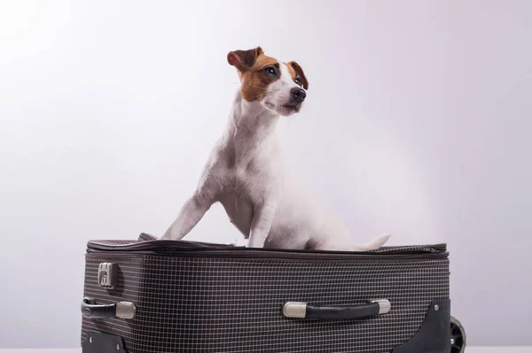 Jack Russell Terrier se sienta en una maleta sobre un fondo blanco. El perro se va de viaje con los dueños. — Foto de Stock