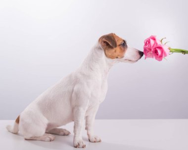 Komik köpek Jack Russell Terrier 'in portresi Beyaz arka planda bir buket gül kokluyor