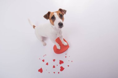 Kalpli komik köpek Jack Russell Terrier 'ın portresi. Sevgililer Günü tebrik kartı.