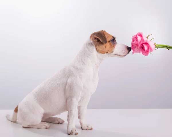 Retrato de cachorro engraçado Jack Russell Terrier farejando um buquê de rosas em um fundo branco — Fotografia de Stock