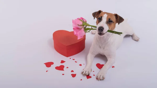 Portrait of a funny dog Jack Russell Terrier with flowers in his teeth and hearts around. Valentines day greeting card — Stock Photo, Image