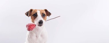 Köpek beyaz arka planda bir kalbi ağzında tutuyor. Jack Russell Terrier 'ı seven tebrik kartı. Geniş Ekran