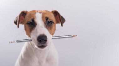 Köpek Jack Russell Terrier beyaz arka planda ağzında basit bir kalem tutuyor.