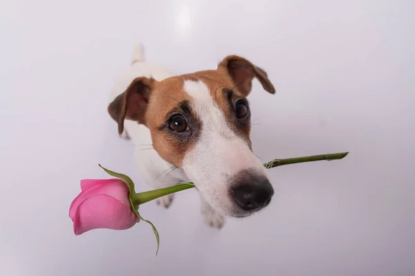 Widok z góry zabawny pies z różową różą w ustach na białym tle. Szeroki kąt. — Zdjęcie stockowe