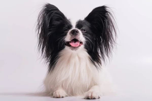 Portret van Spaniel Continental Papillon op een witte achtergrond — Stockfoto