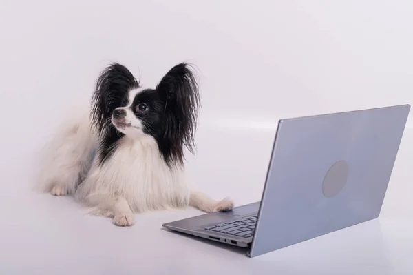 Умная порода собачьих сосочков работает на ноутбуке на белом фоне. Континентальный спаниель использует беспроводной компьютер. — стоковое фото