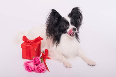 Şirin papillon köpek pembe güller ve beyaz arka planda kırmızı bir hediye kutusu olan bir buketin yanında yatıyor. Tebrik kartı