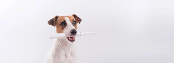 Jack russell terrier dog holds an electric toothbrush in his mouth on a white background. Oral hygiene concept in animals. Widescreen. Copy space