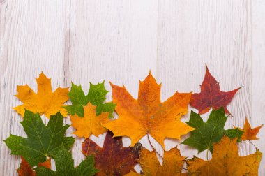Beyaz arka planda akçaağaç yapraklarının üst görüntüsü. Metin için boş alan. Yeşil arka planda sarı yapraklar. Değişen mevsimlerin konsepti.