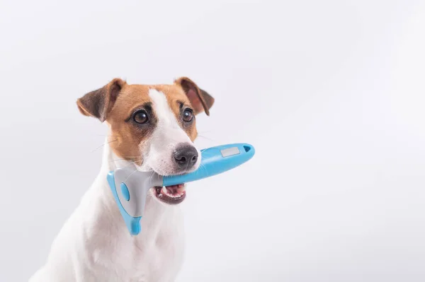Джек Рассел терьер собака держит фурминатор во рту на белом фоне. Копирование пространства — стоковое фото