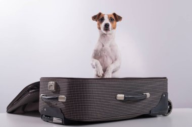 Jack Russell Terrier tatil beklentisiyle beyaz bir arka planda bir bavulun içinde oturuyor. Köpek sahipleriyle bir yolculuğa çıkıyor.