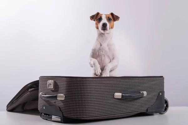 Jack Russell Terrier se sienta en una maleta sobre un fondo blanco en previsión de unas vacaciones. El perro se va de viaje con los dueños. — Foto de Stock