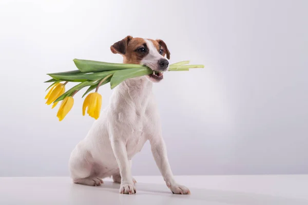 Портрет Джека Русселла в букеті жовтих тюльпанів у роті на білому тлі. Собака вітає в Міжнародний день жінок. — стокове фото