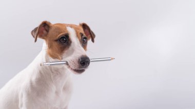 Köpek Jack Russell Terrier beyaz arka planda ağzında basit bir kalem tutuyor.
