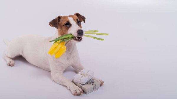 Симпатичный пес лежит рядом с подарочными коробками и держит во рту букет желтых тюльпанов на белом фоне. Открытки на Международный женский день 8 марта