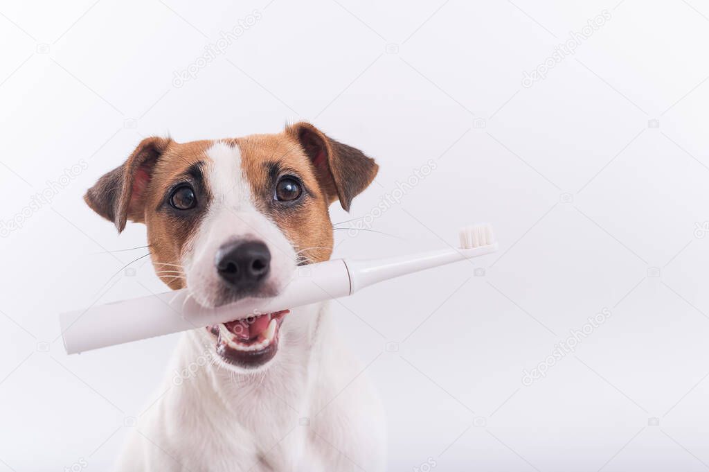 Jack russell terrier dog holds an electric toothbrush in his mouth on a white background. Oral hygiene concept in animals. Copy space