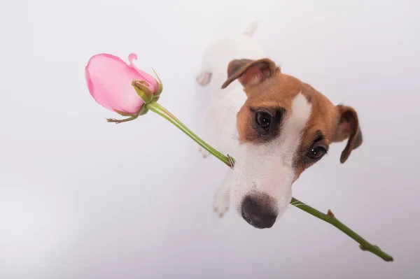 Widok z góry zabawny pies z różową różą w ustach na białym tle. Szeroki kąt. — Zdjęcie stockowe