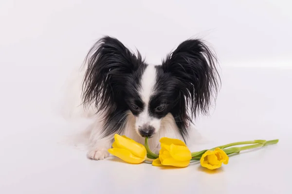 Cão engraçado com grandes orelhas pretas desgrenhadas com um buquê de tulipas amarelas em um fundo branco — Fotografia de Stock