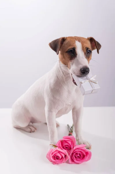 Anjing memegang hadiah di mulutnya dengan latar belakang putih. Jack Russell terrier memberikan bunga untuk kekasihnya untuk liburan — Stok Foto