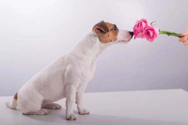 Retrato de cachorro engraçado Jack Russell Terrier farejando um buquê de rosas em um fundo branco — Fotografia de Stock