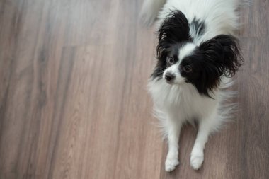 Karanlık ahşap zeminde komik çoban köpeği. Papillon köpek kelebeği