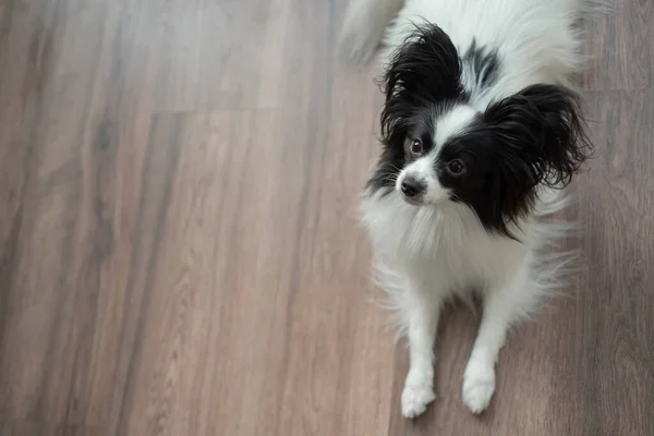 Divertido perro pastor en un suelo de madera oscura. Papillon mariposa perro — Foto de Stock