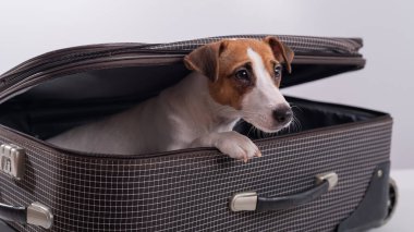 Köpek beyaz bir arka planda bir bavulun içinde saklanıyor. Jack Russell Terrier bavulundan dışarı bakıyor.