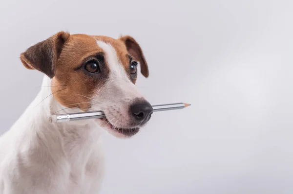 Dog Jack Russell Terrier holds a simple pencil in his mouth on a white background — Stock Photo, Image